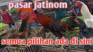 Tempatnya ayam bangkok bagus||pasar jatinom ada bullbi wireng kuning dan bk putih