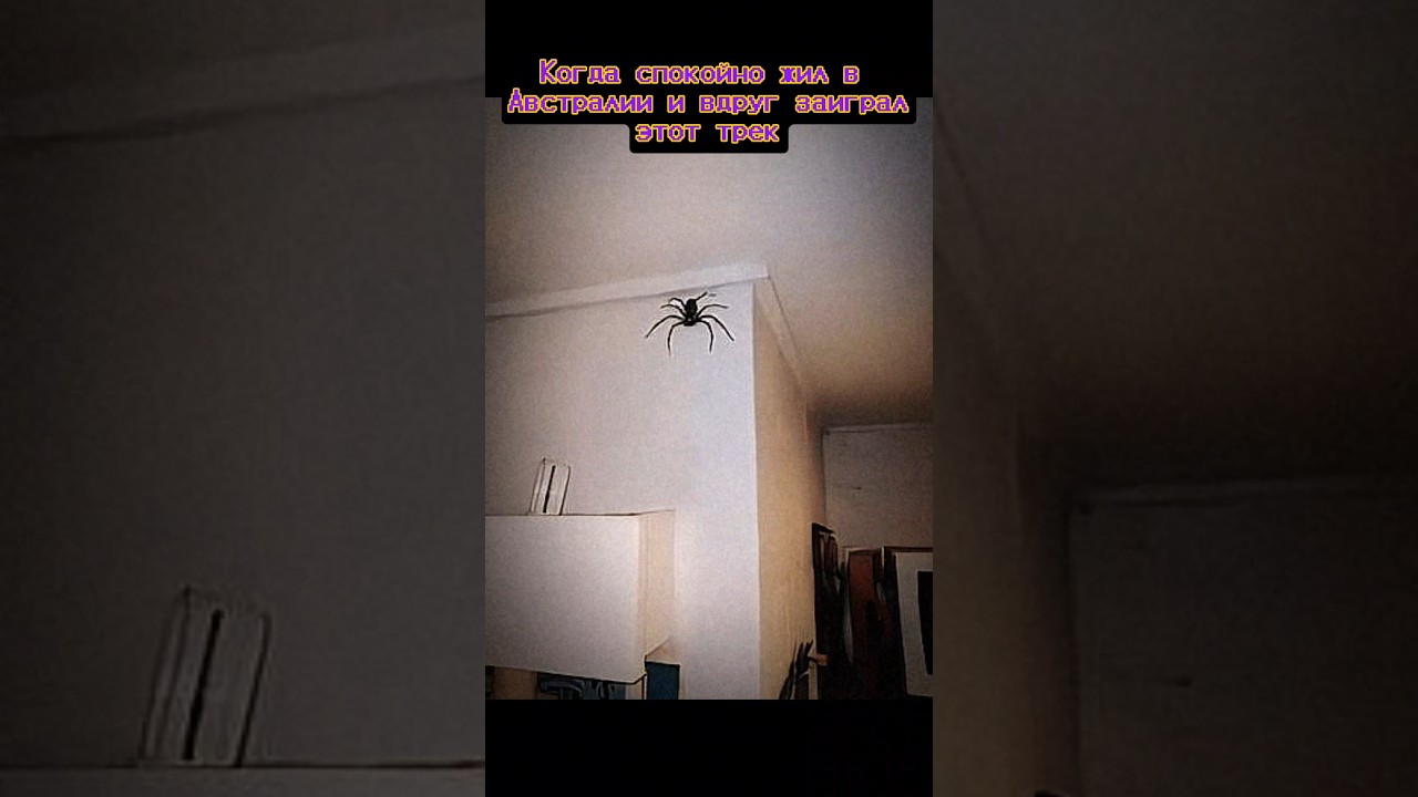 🕷🕷🕷 