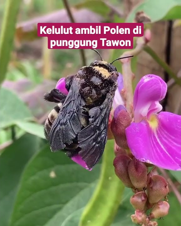 Cara mudah kelulut / klanceng dapat polen