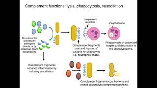 Intro to Innate Immunity Part 1