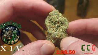 Green Camel - X.I.V. - 5 Min Review - JAN 2026 Version 