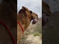 Así es la lengua de un camello 🐫