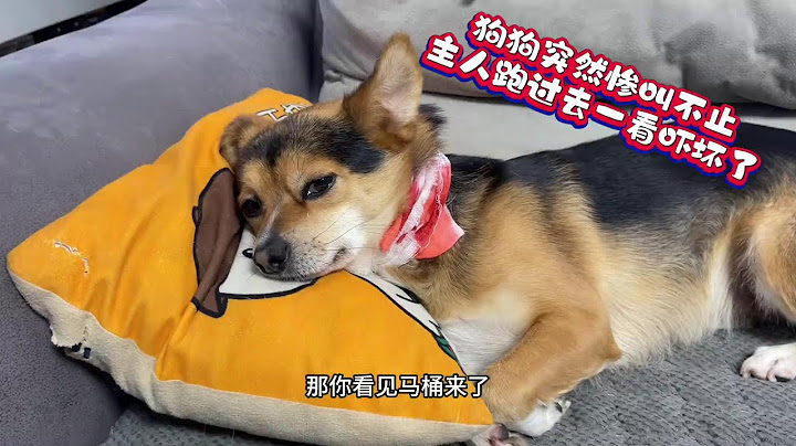 狗狗突然惨叫不止，主人跑出去一看，吓得魂儿都没了！ #萌宠出道计划 #狗狗的心思都写在脸上了 #萌宠vlog