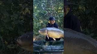 •Veterán revíru z kategorie 20kg+🇨🇿 #carpfishing #carp #bigfish #fish #river
