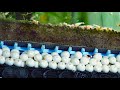 沈殿層を掃除してくれる生物達 【アクアリウム】