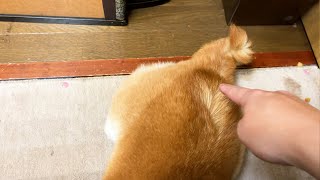 頭隠してプリケツ隠さず
