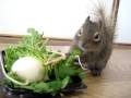 春の七草を食べるリス