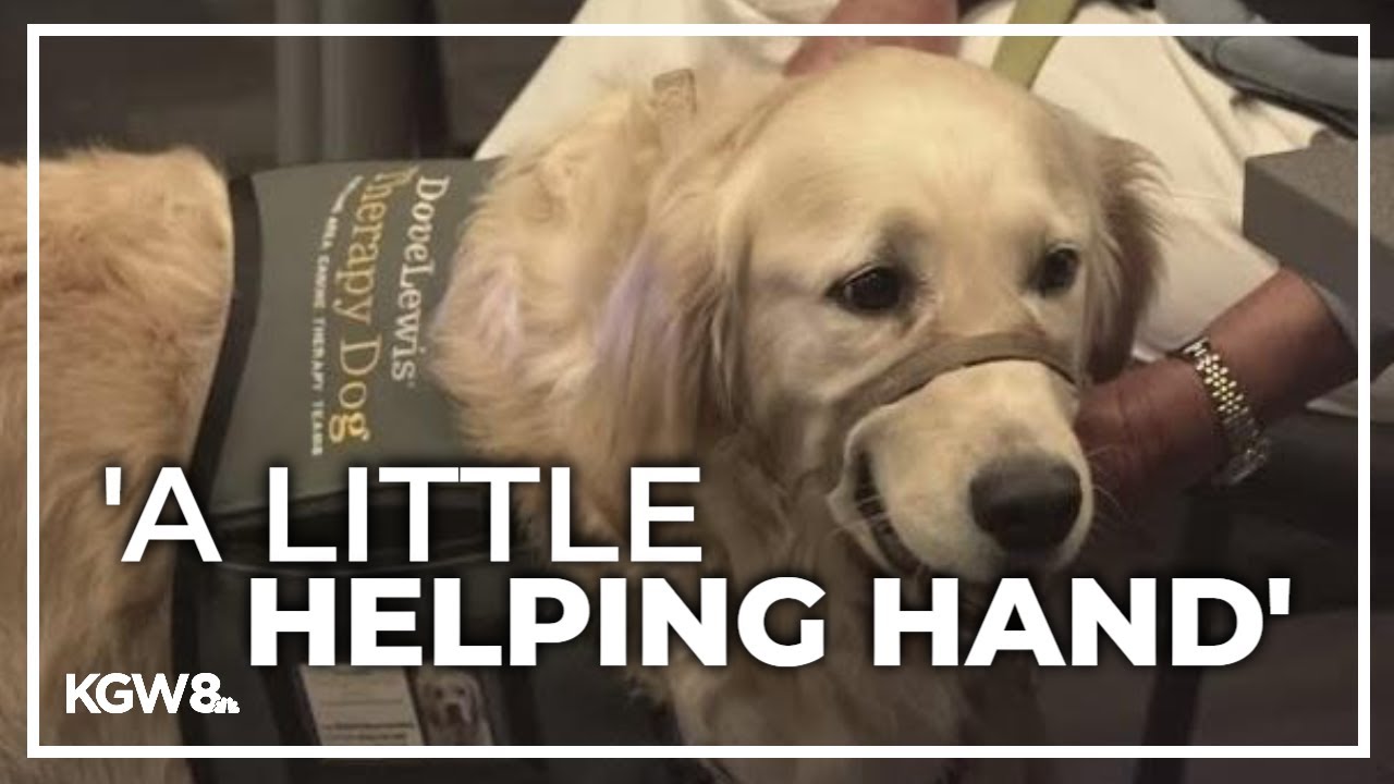 Therapy dogs practice helping victims testifying in courtrooms - YouTube