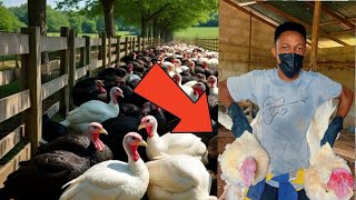 How This Young Ghanaian Man Makes Money From Turkey Farming | Frenat Farms
