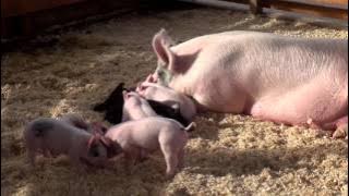 A MOTHER'S LOVE on the FARM - Children Nursery Rhyme Stories