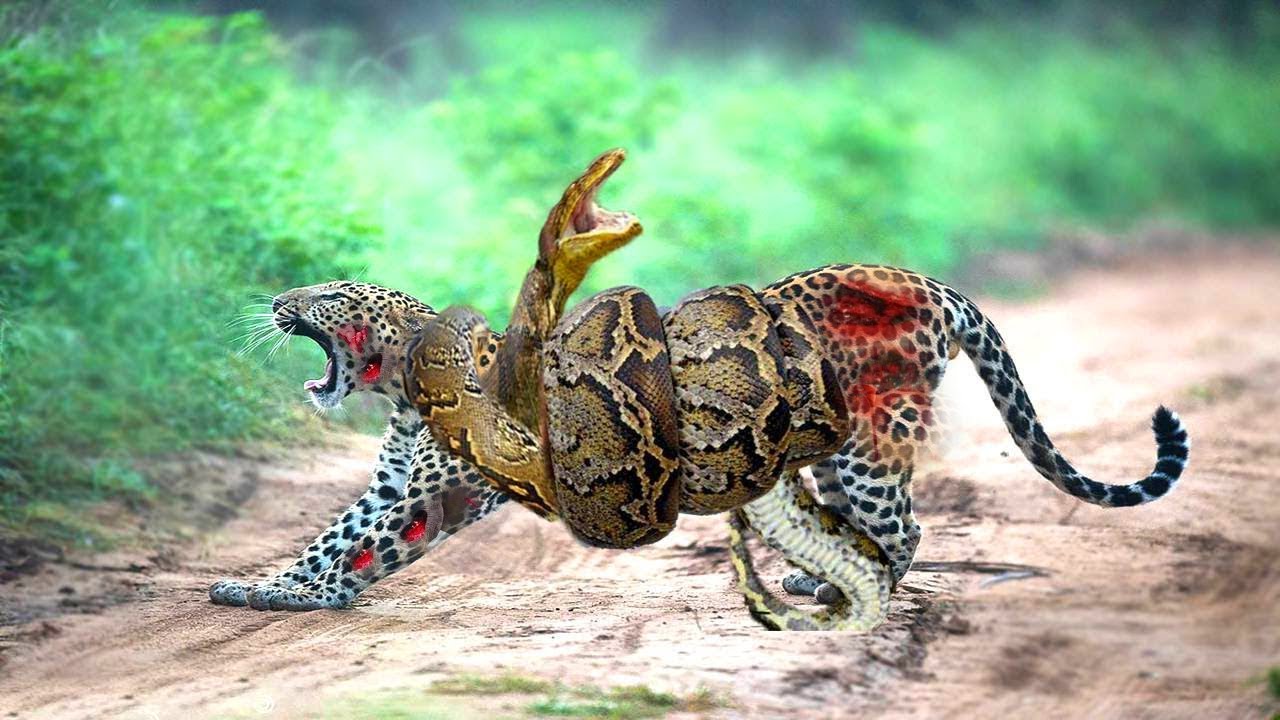 Кто сильнее леопард или аллигатор