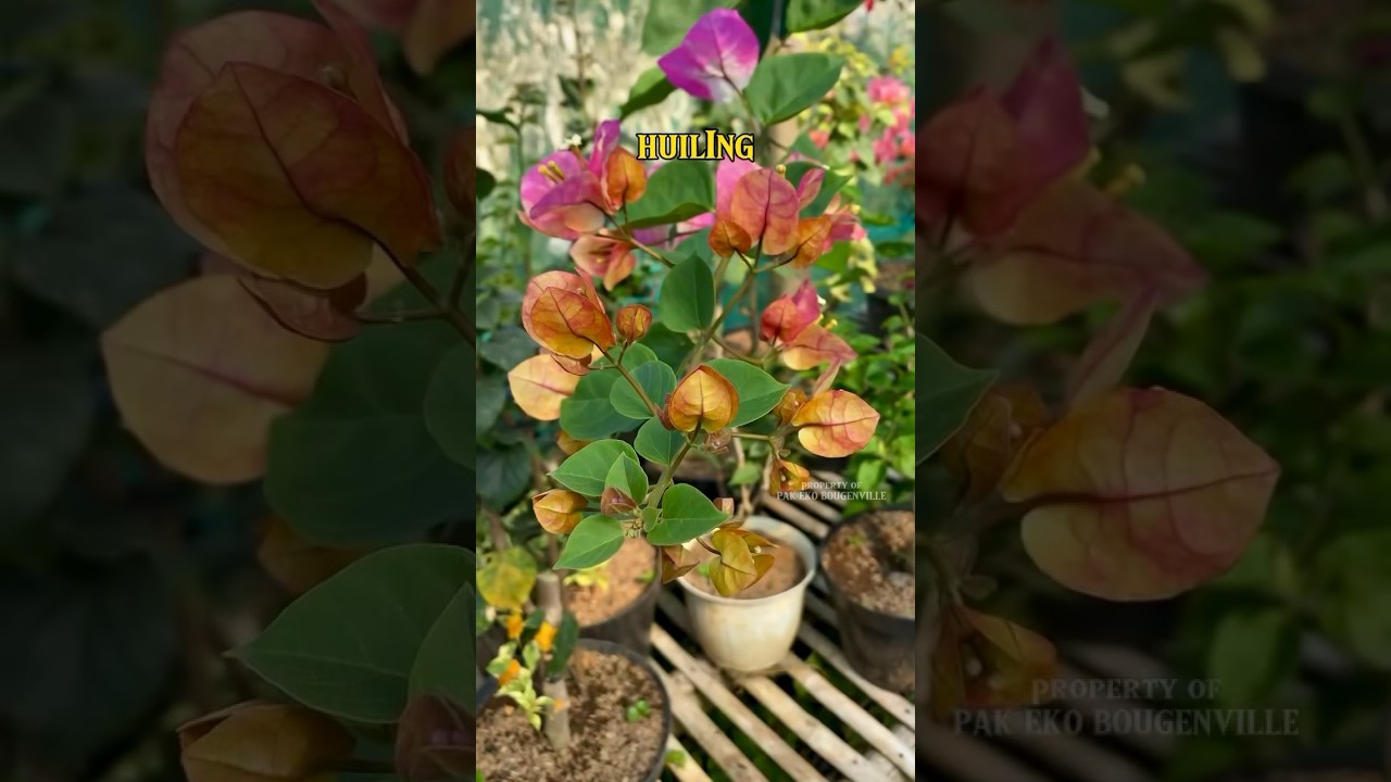 Bougenville HUILING