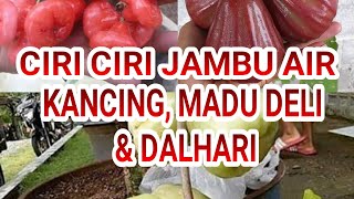 CIRI - CIRI DAN PERBEDAAN JAMBU AIR KANCING, MADU DELI & DALHARI