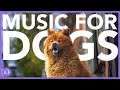Calm My Dog Music Therapy! NEW Classical Music for Dogs 2021!
