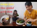 Monkey Doo Just Acts Spoiled With Mom, Not With Daddy | Love Orange Juice
