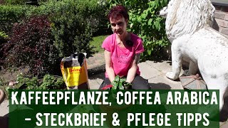 Kaffeepflanze, Coffea arabica - Steckbrief & Pflege Tipps - YouTube