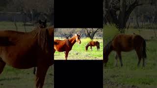 San José de Piedra Blanca, Departamento Fray Mamerto Esquiu, Catamarca, Argentina.