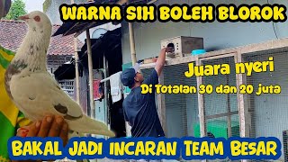Download Lagu JOS JIS BAKAL JADI REBUTAN TEAM BESAR BLOROK TRAH BURUNG RUMAHAN KONSISTEN JUARA  MP3