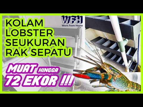 Video: Pinus Weymouth - Budidaya Dalam Ruangan