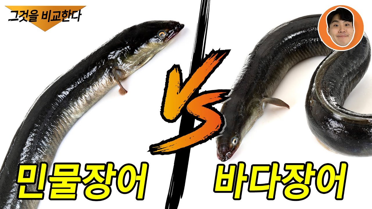 민물장어 VS 바다장어 과연 맛 차이는 어떨지!!!? - YouTube