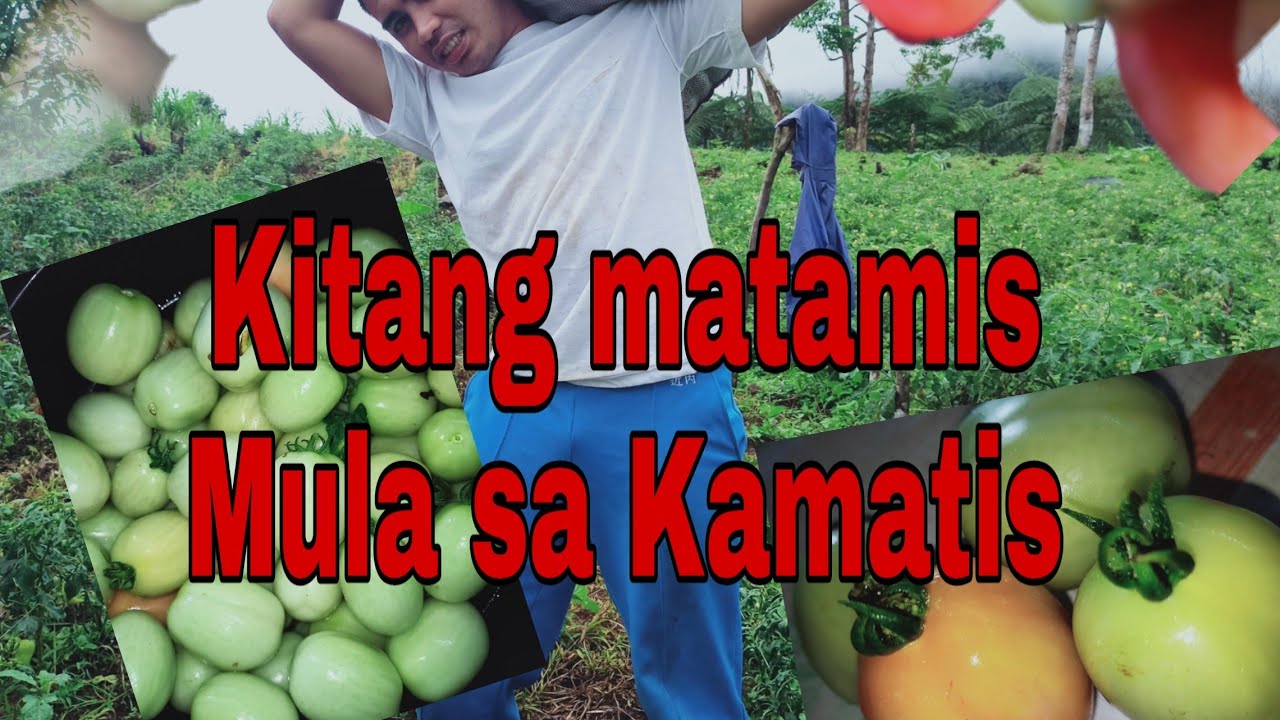 How to Grow Tomatoes during rainy season.. Nakakayaman YouTube