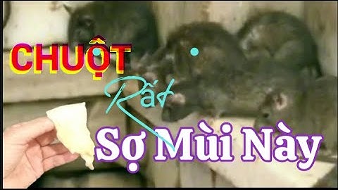 Không Cần Bẫy Không Cần Hóa Chất Làm Mẹo Này Chuột Nhắt Chuột Cống Bỏ Chạy mất Vĩnh Viễn