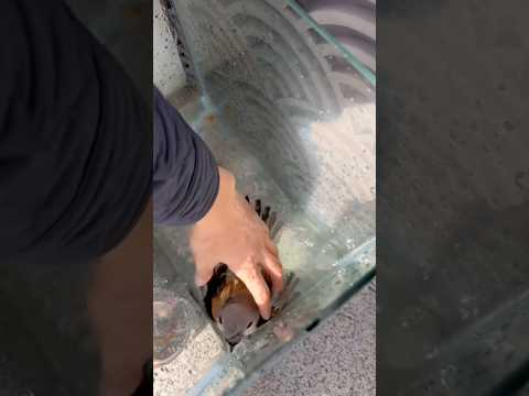 This bird fell into the water, I rescued it.