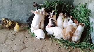 rabbit is a longheld superstition thought to bring by Ducklings&Bunnies 188 views 2 weeks ago 2 minutes, 7 seconds