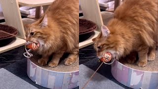 Cat Refuses to Drop A Mouse Toy