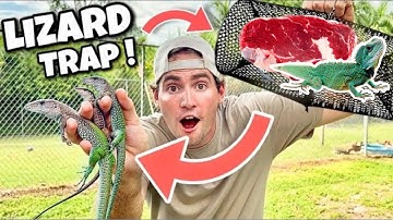 DIY LIZARD TRAP WITH STEAK BAIT !! WILL IT WORK ?!