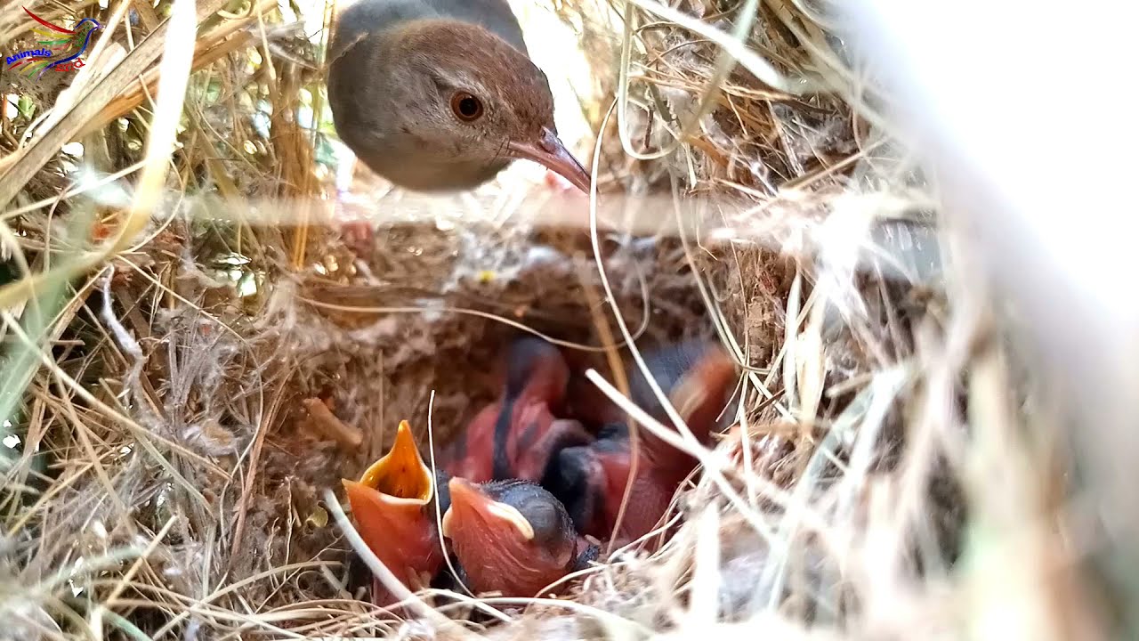 The bird is catching the ant from under its babies || Animals and Birds