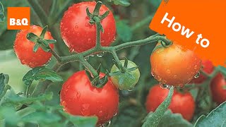 Details about   Variegate tomato Panaschiert 10 seeds Lycopersicum Vegetable 