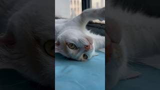 Cat Wants to Go Home (Raw Version Without Subtitles)