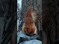 С сумкой и мороз не страшен Shorts Squirrel