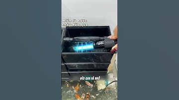 Có nên dùng đèn UV diệt khuẩn hồ cá #DenUVHoCa #DietKhuan #BeCaTrong