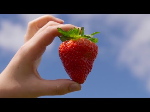 Tesco | Strawberries - From farm to store in a day