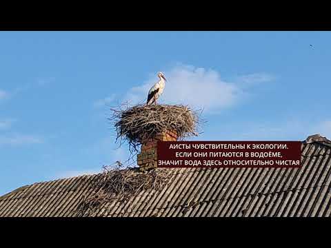 Аисты, символ Беларуси, в Гощево Ивацевичского района #беларусь #аист
