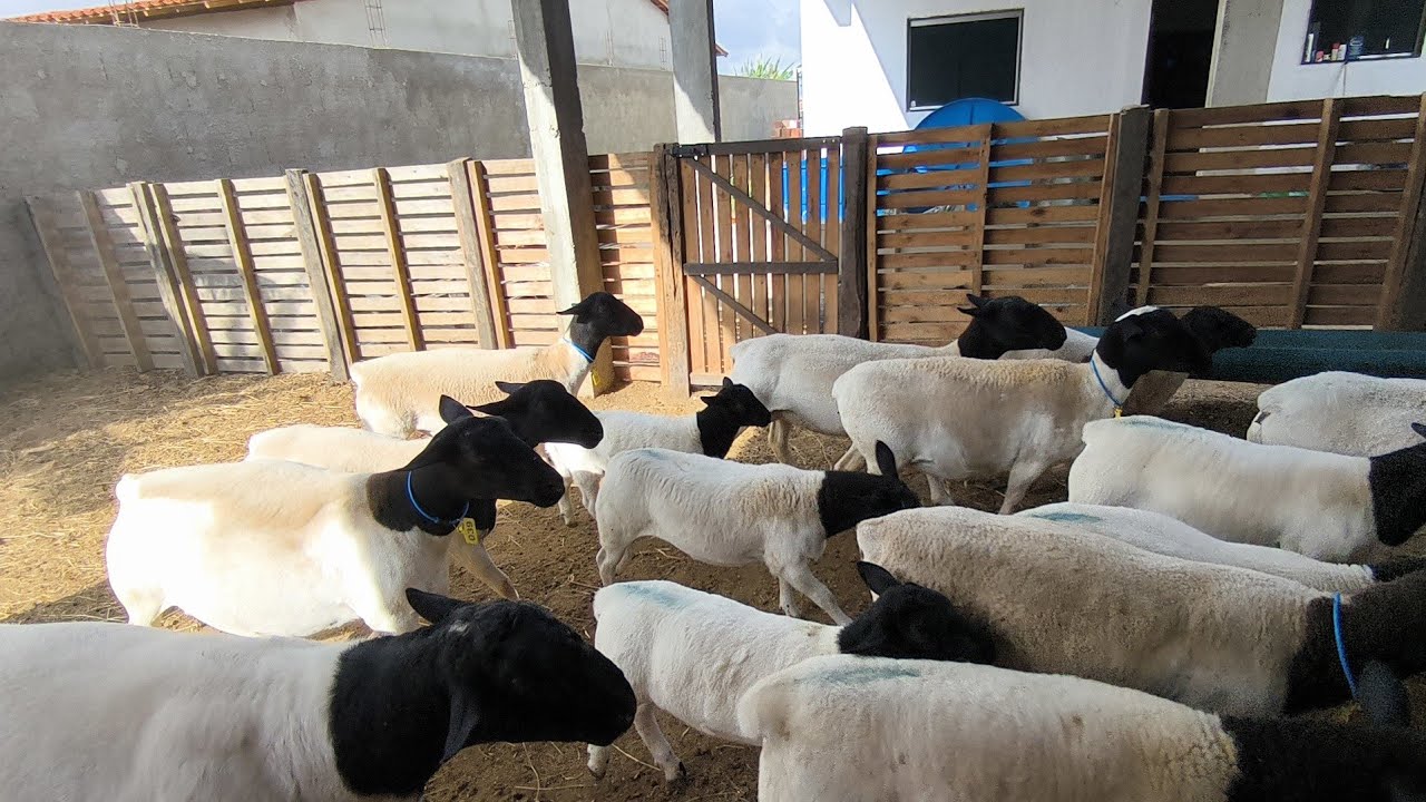 CRIAÇÃO DE OVELHA DA RAÇA DORPER OLHA QUE REBANHO TOP  