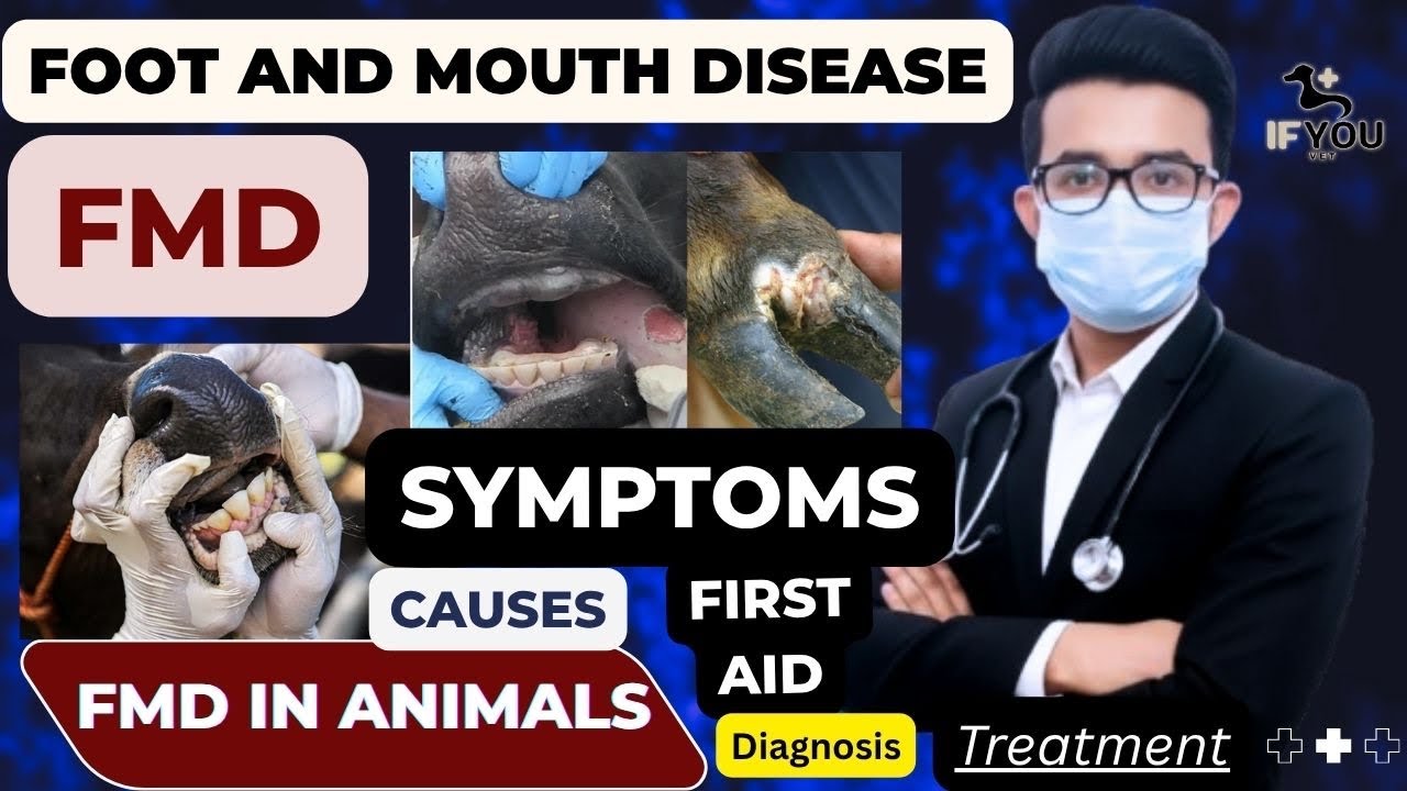 FMD In Animals || Foot & Mouth Disease || Causes, Symptoms, Diagnosis ...
