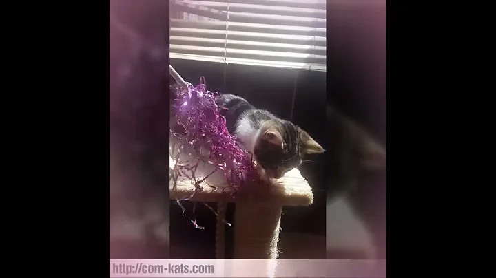 Video 1164011: munchkin kitty, kitty girl