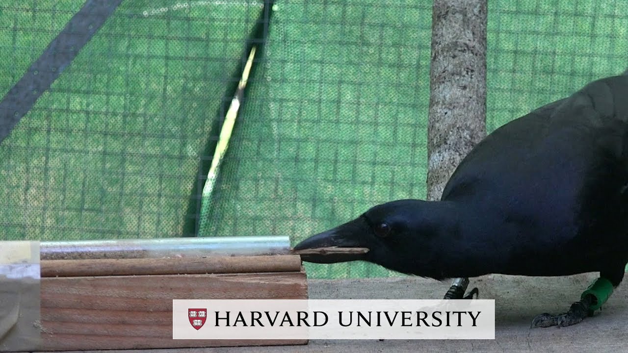 カラスは道具を使いこなすだけじゃない 道具を使うのを楽しんでいる 米研究 カラパイア