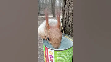 Белка пьёт воду / Squirrel drinks water