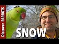 Parrots in the snow  discover parrots