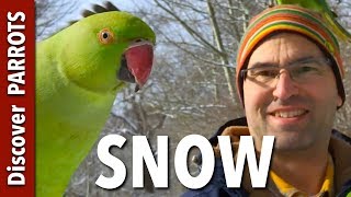 Parrots in the Snow | Discover PARROTS