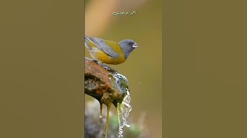 تلاوة مباركة من سورة آل عمران  . الشيخ سيد سعيد