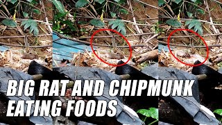 WOW !!! Big Rat And Chipmunk Eating Foods On Same Place