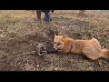 Double handcuffed redfox set  2 makes the hit  foxtrapping coyotes farmlife predators