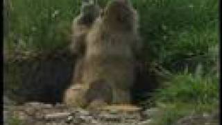 Olympic National Park Marmots Boxing