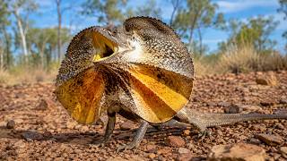 15 strange animals you might not know about
