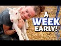 I'M NOT READY YET!!  (the problem with premature lambs): Vlog 307